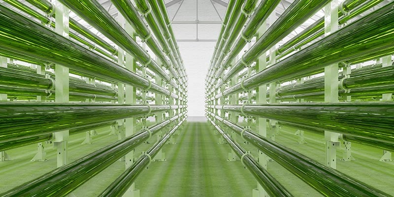 Värmer alger ert företag i framtiden?